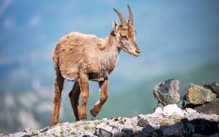 Картинка Коза, козел, steingeiß, животное, Животные, Детеныши, Камни, Камень