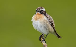 Картинка Птицы, stiaccino, луговой, ветвь, вблизи, планом, животное, птица, ветка, Ветки, на, Крупным, Животные, чекан, ветке