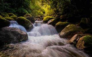 Картинка Новая, Зеландия, река, Kaimai, лес, Камень, Камни, Реки, Природа, Леса, Мох, речка, мха, мхом