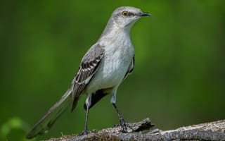 Картинка птица, northern, mockingbird, северноамериканский, Птицы, пересмешник, планом, Животные, Крупным, вблизи, животное