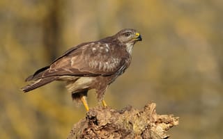 Картинка птица, Ястреб, buzzard, канюк, Крупным, вблизи, планом, животное, Птицы, Животные