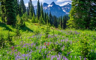 Картинка Вашингтон, США, парк, гора, Mount, штаты, National, Rainier, Горы, америка, Луга, Природа, Park, Парки