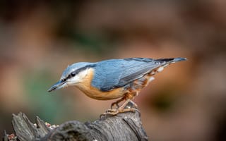 Картинка птица, nuthatch, поползень, Крупным, пне, вблизи, Пень, Птицы, планом, животное, Животные