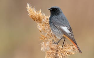 Картинка птица, black, Животные, вблизи, Птицы, Крупным, планом, redstart, горихвостка-чернушка, животное