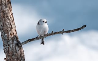 Картинка синиц, Птицы, ветвь, синицевые, синица, животное, tit, птица, Ветки, на, long-tailed, ветке, Животные, Синицы, ветка