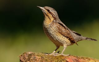 Картинка птица, eurasian, Птицы, Животные, wryneck, вертишейка, животное, вблизи, Крупным, планом