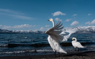 Картинка Птицы, лебедь, птица, Лебеди, Вода, воде, Животные, животное