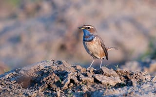 Картинка птица, bluethroat, варакушка, Крупным, планом, животное, Птицы, Животные, вблизи