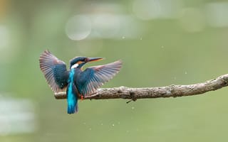Картинка Обыкновенный, зимородок, ветвь, ветке, на, Ветки, Птицы, ветка, Животные, птица, животное