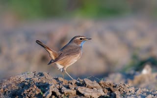 Картинка Птицы, bluethroat, варакушка, птица, планом, животное, Животные, Крупным, вблизи