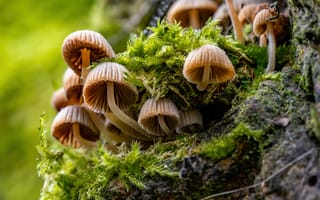 Картинка Природа, Мох, вблизи, Крупным, планом, природа, мхом, мха, Грибы