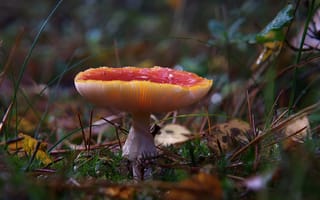 Картинка Мухомор, Природа, природа, вблизи, Грибы, Крупным, планом