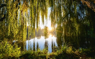 Картинка Германия, Лето, река, деревьев, Природа, солнца, дерева, ветка, Ветки, дерево, Солнце, Деревья, на, речка, Реки, ветке, ветвь