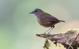 Картинка Птицы, lesser, Крупным, вблизи, Животные, shortwing, планом, животное, птица