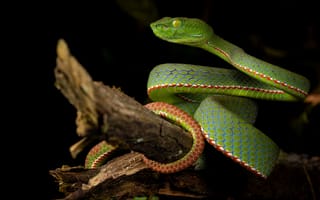 Картинка Змеи, trimeresurus, планом, sabahi, Животные, вблизи, змея, Крупным, животное