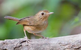 Картинка птица, buff-breasted, Птицы, babbler, Животные, вблизи, планом, животное, Крупным