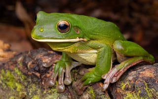Картинка Лягушки, Глаза, планом, frog, white-lipped, животное, вблизи, Животные, tree, лягушка, Крупным
