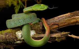 Картинка Змеи, trimeresurus, Крупным, Животные, планом, животное, sabahi, змея, вблизи