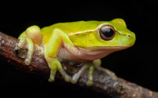 Картинка лягушка, Глаза, Крупным, green, frog, Лягушки, вблизи, планом, stream, животное, Животные