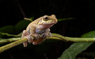 Картинка Лягушки, orlov's, планом, Крупным, Ветки, treefrog, на, вблизи, ветка, Животные, ветке, животное, лягушка, ветвь