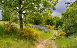 Картинка Германия, Eifel, траве, Дороги, лес, Природа, Трава, Леса