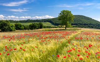 Картинка Германия, Eifel, холм, Лето, Природа, Холмы, Маки, Поля, мак, холмов