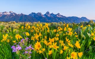 Картинка США, Grand, Teton, Парки, парк, Пейзаж, гора, штаты, Горы, Луга, Природа, National, Park, Цветы, америка, цветок