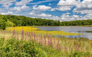 Картинка Германия, Rodder, Природа, Облака, облачно, Maar, Озеро, Пейзаж, Лето, облако
