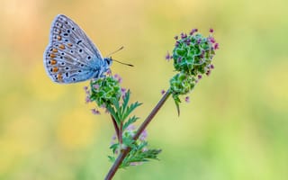 Картинка Бабочки, Насекомые, Животные, планом, животное, вблизи, blue, бабочка, насекомое, Крупным, common