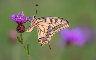 Картинка Бабочки, насекомое, Животные, вблизи, Крупным, swallowtail, Насекомые, планом, бабочка, животное