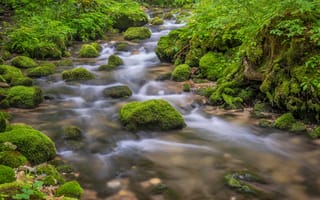 Картинка Австрия, Styria, река, Реки, мхом, Камень, Камни, лес, Природа, Леса, Мох, мха, речка