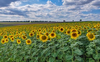 Картинка Германия, Eifel, Подсолнухи, Поля, Подсолнечник, Природа, Цветы, Лето, цветок