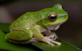 Картинка Лягушки, mountain, лягушка, frog, вблизи, Крупным, животное, планом, Животные, stream