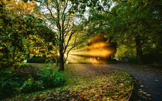 Картинка Лучи, света, Парки, парк, деревьев, Аллея, Природа, аллеи, дерева, Деревья, дерево