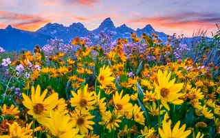 Картинка США, Grand, Teton, Природа, Park, National, парк, гора, штаты, Горы, америка, Пейзаж, Парки
