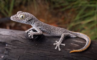 Картинка Ящерицы, Глаза, golden-tailed, Ящерица, животное, планом, Крупным, вблизи, gecko, Животные