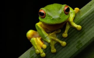 Картинка Лягушки, Глаза, Животные, зеленая, зеленых, Зеленый, зеленые, red-eyed, tree, лягушка, животное, frog