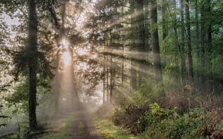 Картинка Лучи, света, тропинка, Природа, лес, Туман, Германия, Тропа, тропы, тумане, Леса, тумана, Eifel