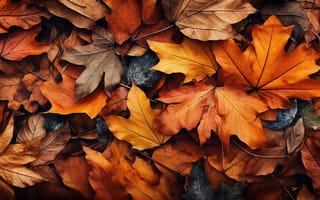 Картинка лист, Осень, Много, осенние, Листва, Природа, Листья