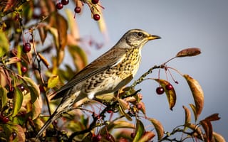 Картинка Птицы, turdus, ветка, на, Животные, вблизи, животное, планом, птица, ветвь, ветке, Крупным, Ветки, pilaris