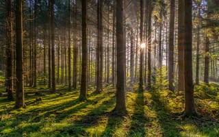 Картинка Лучи, света, лес, дерево, Природа, деревьев, дерева, Солнце, Rheinland-Pfalz, Деревья, Леса, Германия, солнца