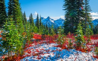 Картинка америка, Mount, штаты, Парки, снега, снегу, США, Горы, Park, Rainier, Снег, National, снеге, Природа, Ель, гора, ели, парк