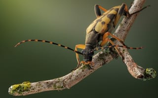 Картинка Жуки, Насекомые, rutpela, Животные, животное, Крупным, вблизи, планом, насекомое, maculata