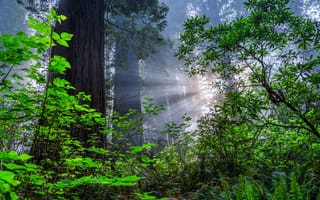 Картинка Лучи, света, деревьев, штаты, Парки, дерева, Redwoods, дерево, Калифорния, калифорнии, National, парк, Деревья, США, Park, америка, Природа
