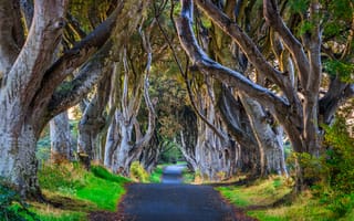 Картинка Великобритания, Dark, деревьев, Деревья, Аллея, Ireland, Hedges, Northern, дерева, Природа, аллеи, дерево, Дороги