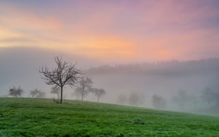 Картинка Германия, Rheinland-Pfalz, Поля, тумане, Природа, Туман, тумана, Утро