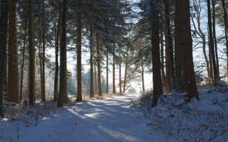 Картинка Зима, Природа, дерево, Дороги, снега, Снег, зимние, деревьев, снеге, лес, Деревья, дерева, снегу, Леса