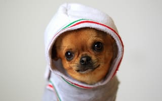 Картинка капюшон, Chihuahua, чихуахуа