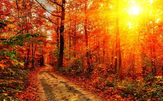 Картинка лес, дорога, солнце, осень, природа, листья
