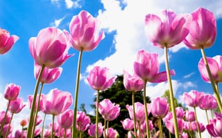 Картинка лепестки, поле, Тюльпаны, небо, голубое, розовые, облака